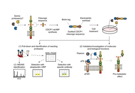 How To Identify Which Proteases Are Cleaving A Protein Of Interest