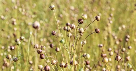 Growing Flax How To Grow Flax In Your Home