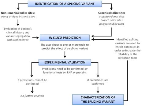 Strategy For Splice Variant Characterization Download Scientific Diagram