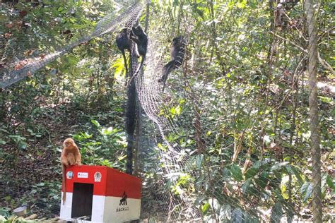 Kawasan Selatan Malang Dinilai Cocok Untuk Habitat Lutung Jawa News