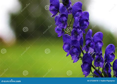 The plant aconite stock photo. Image of flower, aconite - 57530078