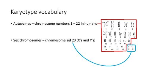 Genetic Analysis Karyotyping Pedigree And Gel Electrophoresis Vocabulary