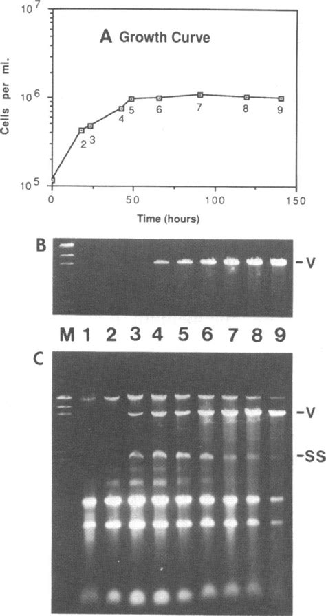 Presence of the ssRNA and dsRNA in Total RNA from Cells after ...