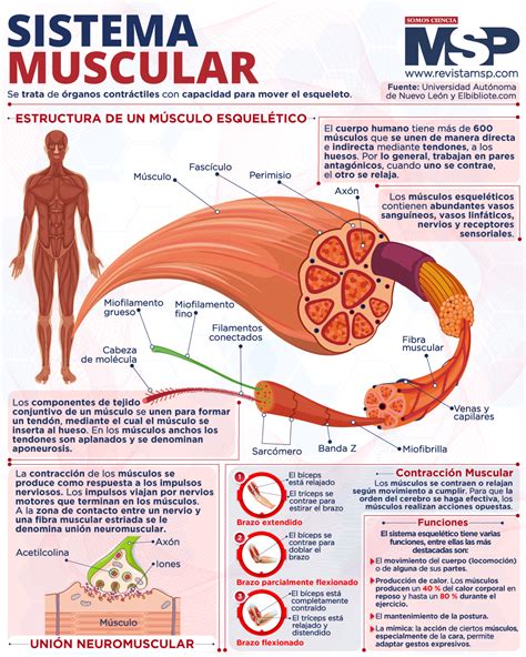 Fisiologia Do Sistema Muscular FDPLEARN