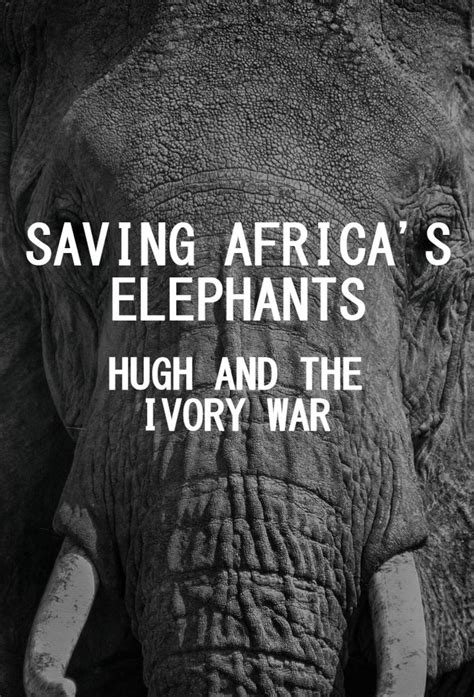 Saving Africa S Elephants Hugh And The Ivory War TV Time