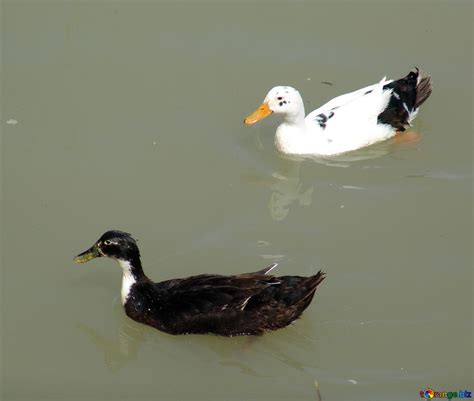 Ducks black and white free image - № 8615