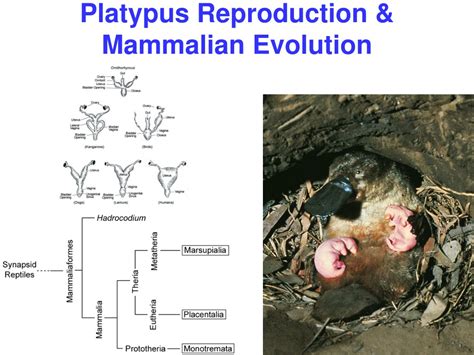 Ppt Tree Thinking Curriculum For Evolution Education Powerpoint