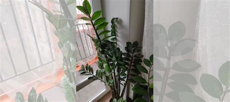 Замиокулькас купить в Екатеринбурге | Товары для дома и дачи | Авито