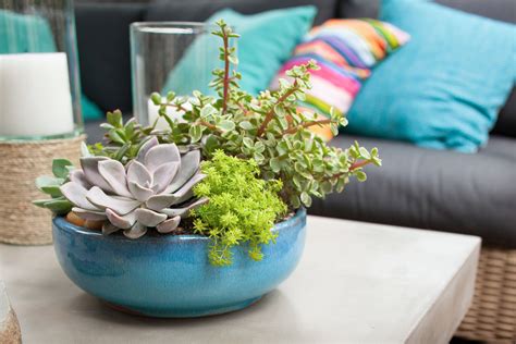 dish garden plants 6