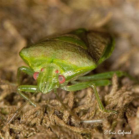 Green Stink Bug Banasa Banasa Packardii Bugguide Net