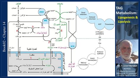 TAG Metabolism & its Regulation: Lipogenesis & Lipolysis - YouTube