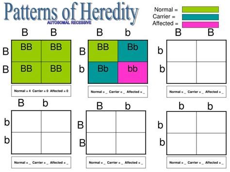 Ppt Patterns Of Heredity Powerpoint Presentation Free Download Id6849103