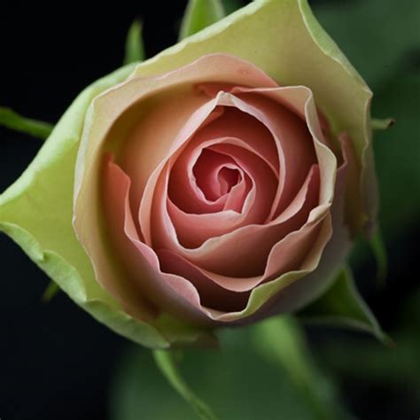 bellerose intermediate roses aisha flowers