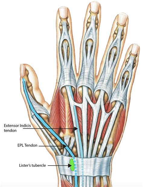Thumb Extensor Anatomy at Sofia Flick blog