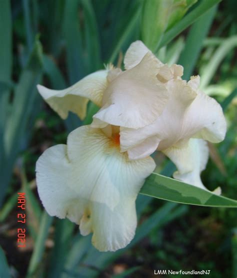 Elysian Fields Historic Iris Preservation Society