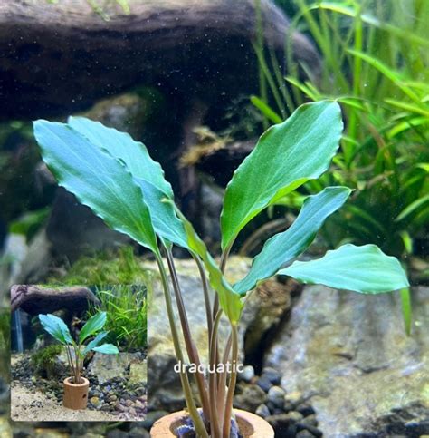 Jual Anubias Sp Green Homalomena Sp Green Tanaman Aquarium