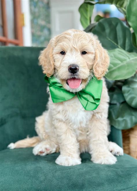 Explore Cute F1B Teddy Bear English Goldendoodles Images