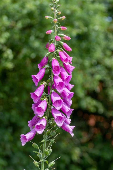 Ist der Fingerhut giftig für Tiere oder Menschen?