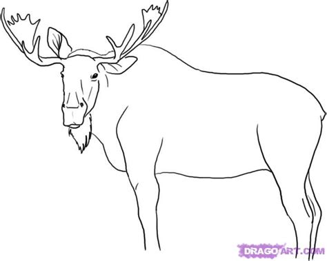 Free How To Draw A Moose Face, Download Free How To Draw A Moose Face