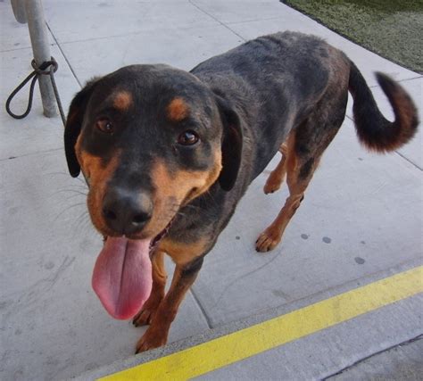Rottweiler Australian Shepherd German Shepherd Mix