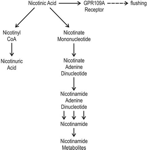 The Role Of Nicotinic Acid Metabolites In Flushing And Hepatotoxicity