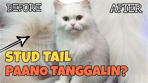 Mga Dapat Gawin Kapag Nakagat Ng Pusa