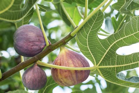 How to revitalize an old fig tree by pruning: a complete guide to ... 