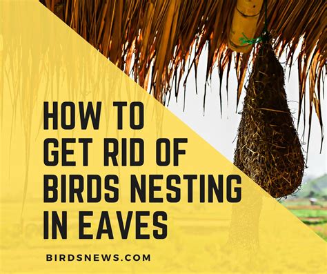 how to get rid of nesting birds