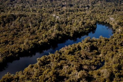 Vegetação nativa preservada ocupa 41% do território de Alta Floresta ...