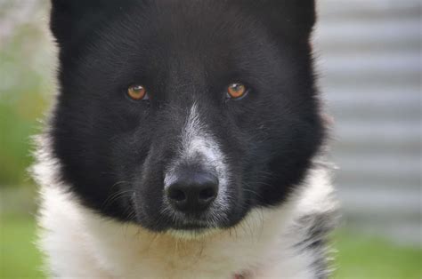 Karelian Bear Dog - FurLyfe!