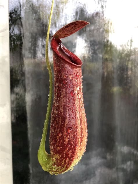 Nepenthes - N. mirabilis x coccinea, Furniture & Home Living, Gardening