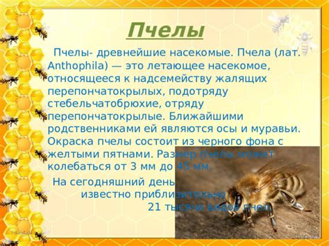 Презентация "Пчелы"