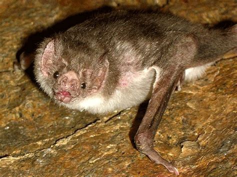 How vampire bats tuned their thermometers to evolve a heat-seeking face