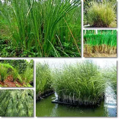 Properties And Benefits Of Vetiver Essential Oil NatureWord