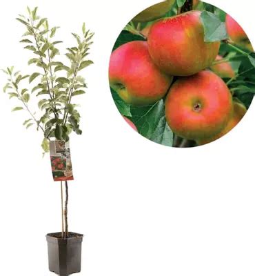 Malus Domestica Elstar Appel Fruitplant 160cm Kopen Tuincentrum