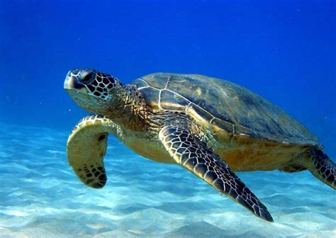 Loggerhead Sea Turtle Wallpapers - Wallpaper Cave