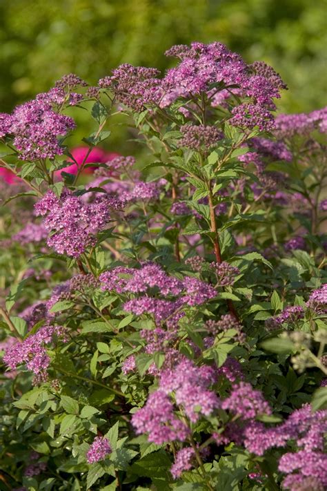Flowering Shrubs Partial Shade - Garden Plant