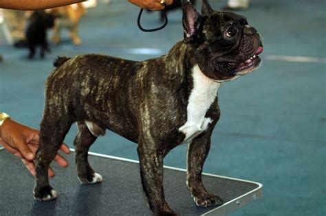 French Bulldogs' Lifespan: How to Extend Its Lifespan Over 50%