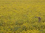 Video Locky Gilbert Runs Naked Through A Field Of Canola Daily Mail Online