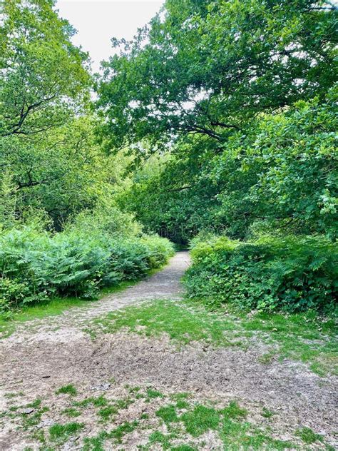 path   woodland stock image image  plant