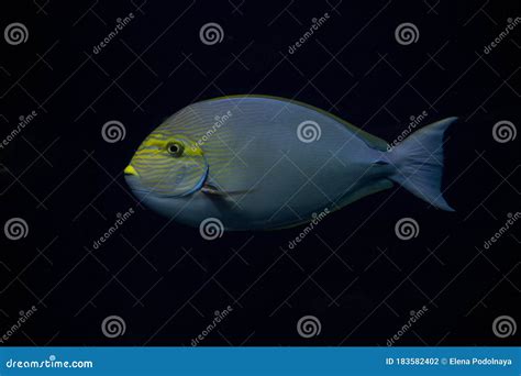 Elongate Surgeonfish Blue Lined Surgeonfish Acanthurus Mata Stock