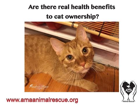 How Pets Boost Your Mood and Overall Health: The Surprising Benefits of Animal Companionship - Hunter Games Magazine