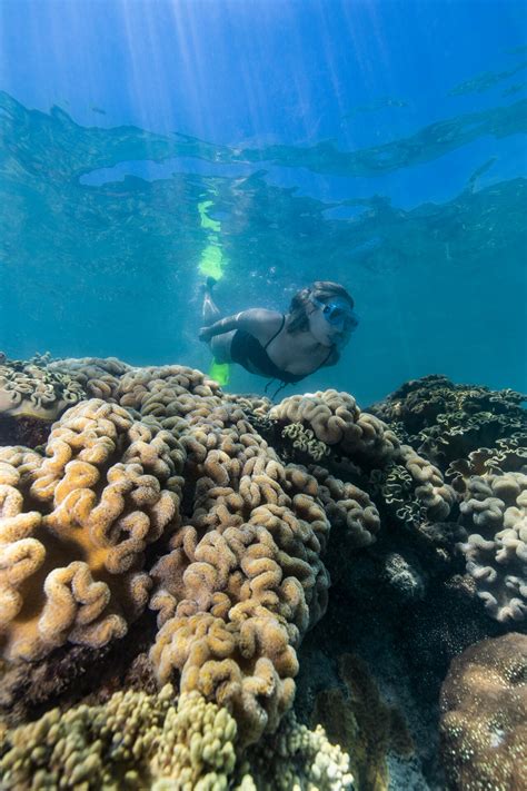 Travelers are raving about the hamilton island reef tour updates 13