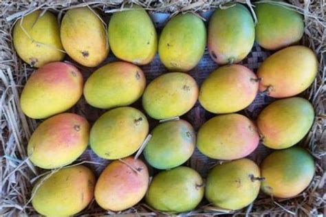 fresh payari mango packaging size  kg  rs   valsad id