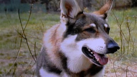 Prime Video The Littlest Hobo Season 3