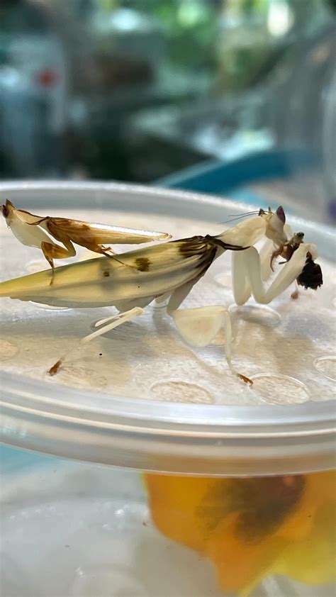 Ive Been Breeding Mantises For Years And This Is The First Time Ive
