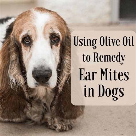 how to treat ear mites in dogs at home