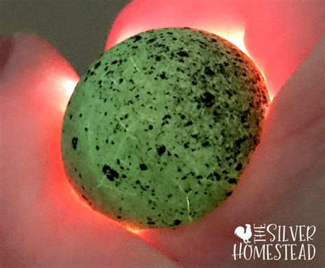 Weird Coturnix Quail Eggs {with pictures!} - Silver Homestead