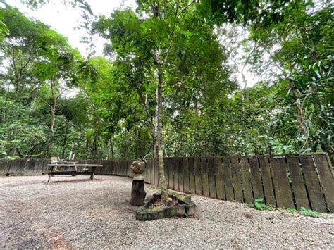 Bioparque Da Amaz Nia Celebra Diversidade Da Flora E Ecossistemas No