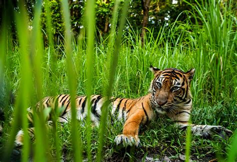 Sumatran Tiger Diet